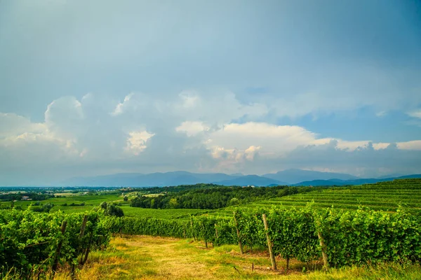 Talya Collio Daki Üzüm Bağlarına Fırtına Yaklaşıyor — Stok fotoğraf