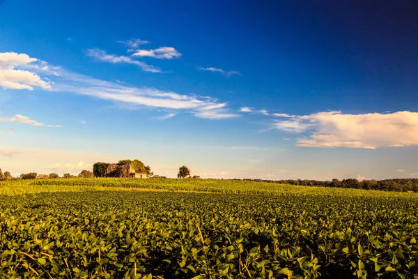 Fresh Afternoon Douring Hot Summer Italian Countryside — Stock Photo, Image