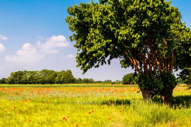 Alanları kırsal, Friuli Venezia Giulia