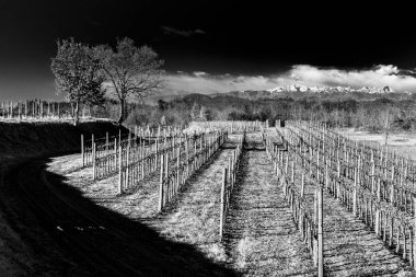 Rosazzo, Collio, Friuli Venezzia-Giulia, İtalya Manastırı yakınlarındaki üzüm tarlalarında gün batımı