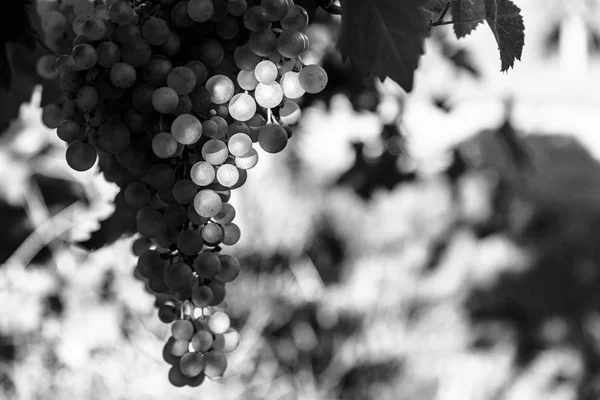 Pôr Sol Collio Local Conhecido Por Uma Boa Produção Vinho — Fotografia de Stock