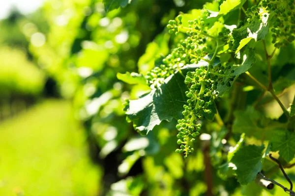 Los Viñedos Buttrio Día Verano Collio Friulano Udine Province Friuli — Foto de Stock