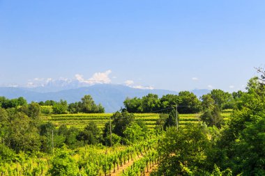 Buttrio 'nun üzüm bağları bir yaz günü. Collio Friulano, Udine Eyaleti, Friuli Venezia-Giulia, İtalya