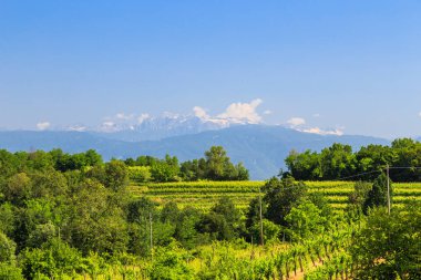 Buttrio 'nun üzüm bağları bir yaz günü. Collio Friulano, Udine Eyaleti, Friuli Venezia-Giulia, İtalya