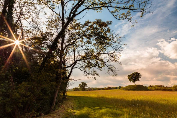 Osamělý Strom Italském Venkově Jarní Odpoledne — Stock fotografie