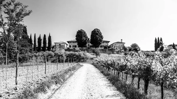 夏の日にブトリオのブドウ畑 イタリア ウディネ州のCollio Friulano Friuli Venezia Giulia — ストック写真