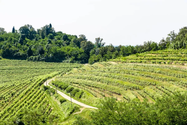 Los Viñedos Buttrio Día Verano Collio Friulano Udine Province Friuli — Foto de Stock