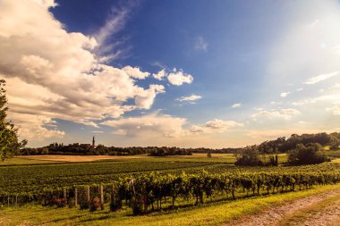 Collio 'da günbatımı, iyi bir şarap üretimiyle bilinen bir yer, Friuli, İtalya