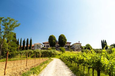 Buttrio 'nun üzüm bağları bir yaz günü. Collio Friulano, Udine Eyaleti, Friuli Venezia-Giulia, İtalya