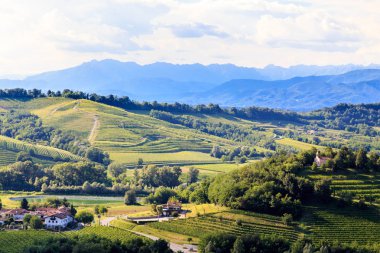 Bir yaz öğleden sonra Slovenya sınırındaki İtalyan üzüm bağları.