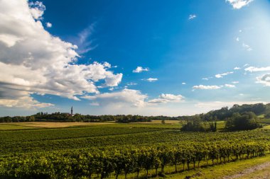 Collio 'da günbatımı, iyi bir şarap üretimiyle bilinen bir yer, Friuli, İtalya