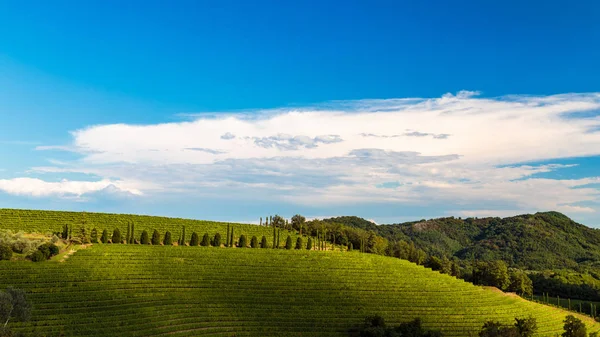 Bir yaz öğleden sonra Slovenya sınırındaki İtalyan üzüm bağları.