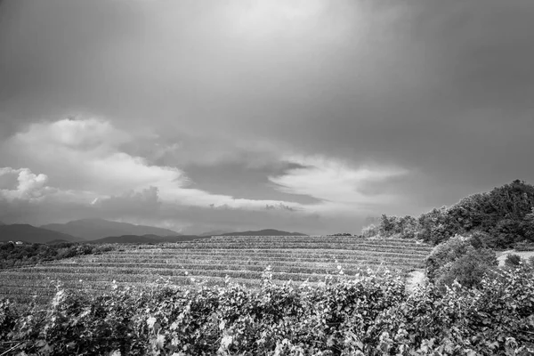 Storm Approaching Vineyards Fields Collio Italy — Stock Photo, Image