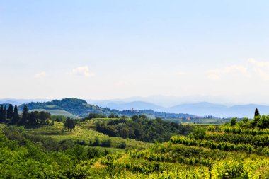Buttrio 'nun üzüm bağları bir yaz günü. Collio Friulano, Udine Eyaleti, Friuli Venezia-Giulia, İtalya