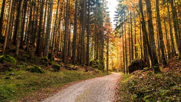 Een Landelijke Weg Italiaanse Alpen Douring Een Kleurrijke Herfst — Stockfoto