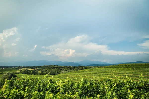 Tormenta Acerca Los Viñedos Los Campos Collio Italia — Foto de Stock