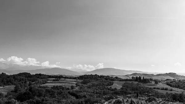 Виноградники Бутріо Літній День Collio Friulano Udine Province Friuli Venezia — стокове фото