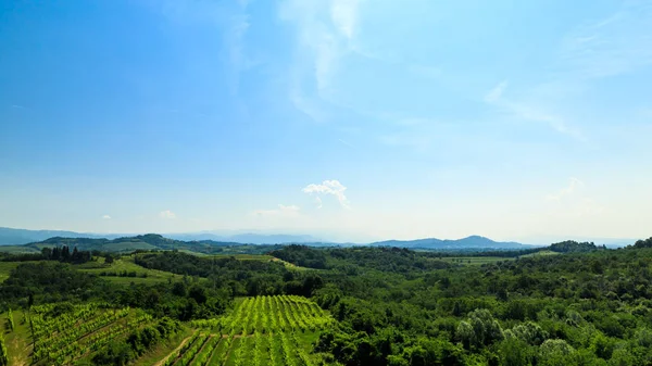 Vinhas Buttrio Dia Verão Collio Friulano Província Udine Friuli Venezia — Fotografia de Stock