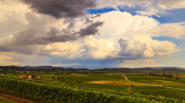 Regen Und Sonne Den Slowenischen Weinbergen — Stockfoto