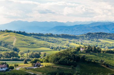 Bir yaz öğleden sonra Slovenya sınırındaki İtalyan üzüm bağları.