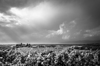 İtalya, Collio 'daki üzüm bağlarına fırtına yaklaşıyor.