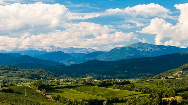 夏の午後にスロベニアとの国境にあるイタリアのブドウ畑 — ストック写真