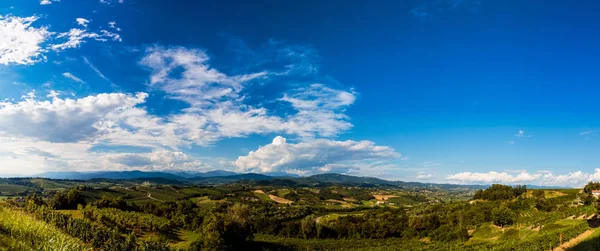 夏の午後にスロベニアとの国境にあるイタリアのブドウ畑 — ストック写真