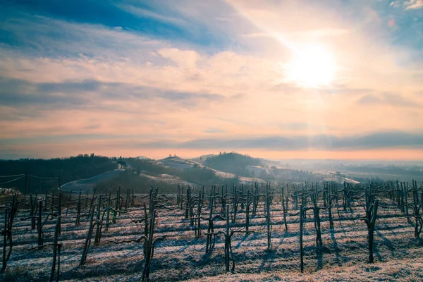 Nieve Hielo Viñedo Friuli Italia — Foto de Stock