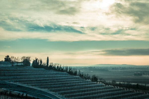snow and ice in the vineyard of Friuli, Italy
