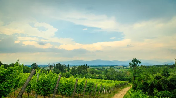 Tormenta Acerca Los Viñedos Los Campos Collio Italia — Foto de Stock