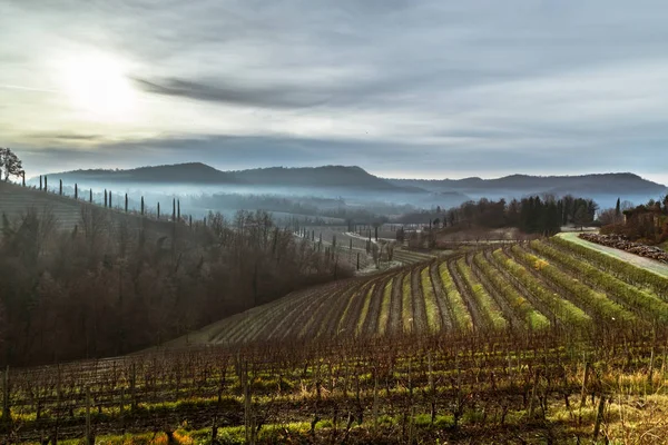 Mglisty Zimowy Wschód Słońca Collio Friulano Włochy — Zdjęcie stockowe