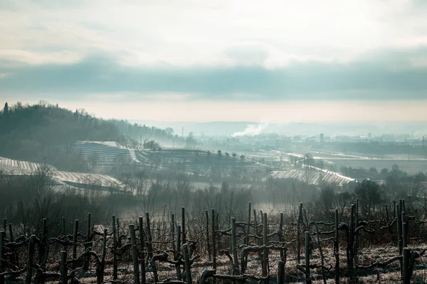 Snö Och Vingården Friuli Italien — Stockfoto