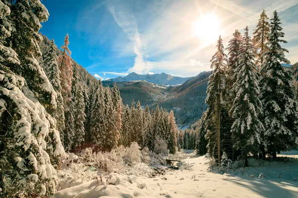 木はイタリアのアルプスで雪だらけ — ストック写真