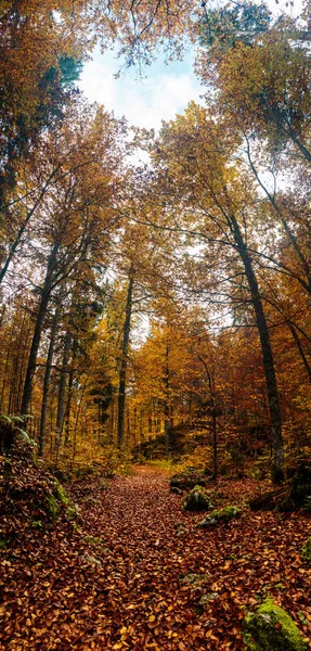 a trekking road in the italian alps douring a colorful autumn