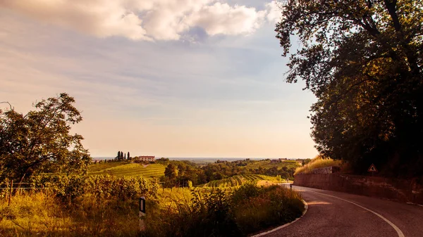 Sunset in the vineyards of Rosazzo — Stock Photo, Image