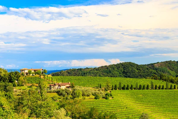 A bela vinha de Collio, Friuli Venezia-Giulia, Itália — Fotografia de Stock