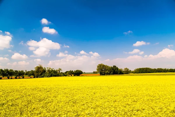 Våren i fälten i Italien — Stockfoto