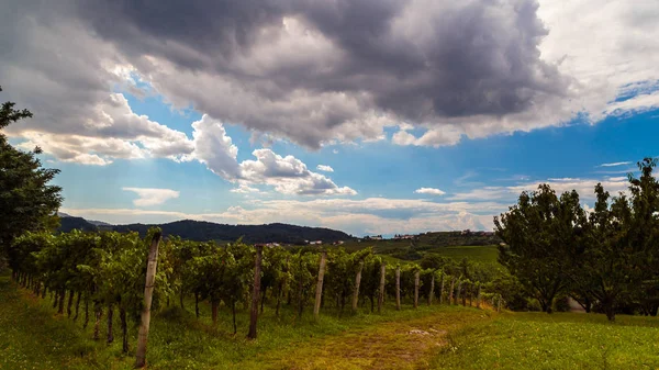 Fırtınalı gün üzüm bağları Brda, Slovenya — Stok fotoğraf