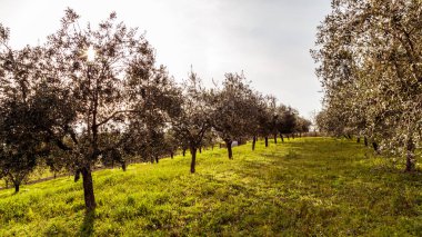 Zeytin ağaçları Hırvat kırsal kesimde