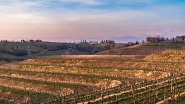 Collio Friulano üzüm bağları günbatımı bahar