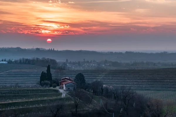 Spring sunset in the vineyards of Collio Friulano — Stock Photo, Image