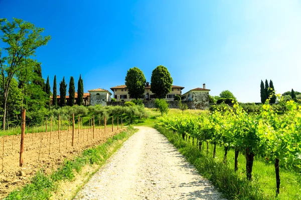 Die Felder Friaul-Julisch Venetiens, die mit Weinreben bebaut werden — Stockfoto