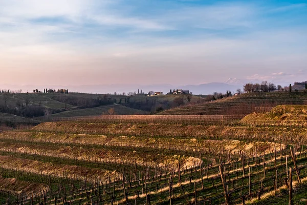 Pôr-do-sol primavera nas vinhas de Collio Friulano — Fotografia de Stock