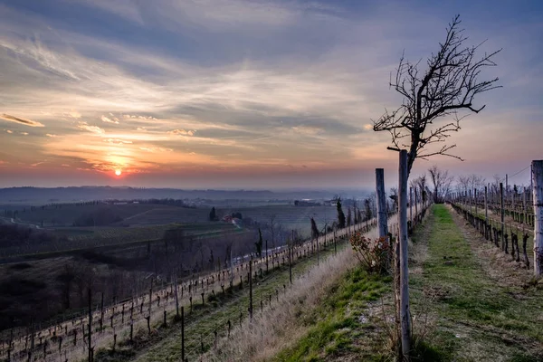 Pôr-do-sol primavera nas vinhas de Collio Friulano — Fotografia de Stock