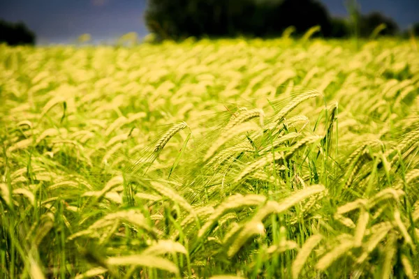 Printemps dans les champs de l'Italie — Photo