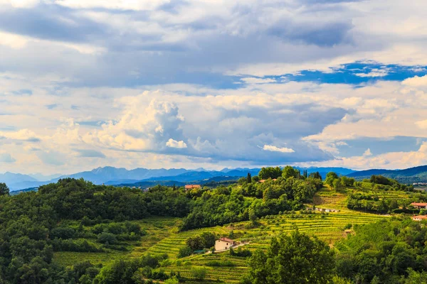 The beautiful vineyard of Collio, Friuli Venezia-Giulia, Italy — Stock Photo, Image