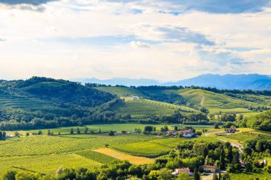 Güzel üzüm Collio, Friuli Venezia Giulia, İtalya