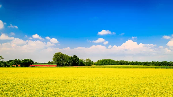 Spring in the fields of Italy — Stock Photo, Image