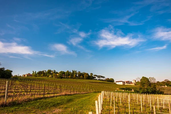 Campos de Colza y viñedos en el campo italiano — Foto de Stock