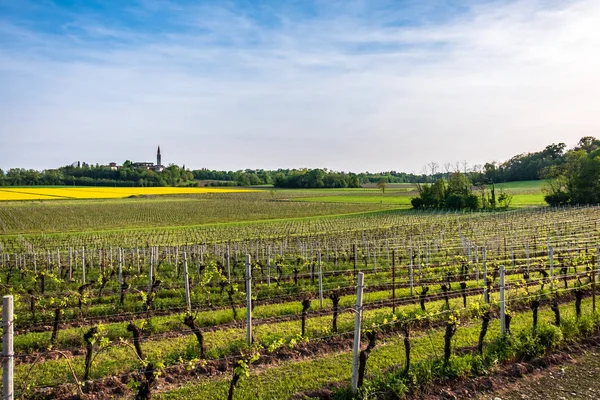 Colza fields and vineyards in the italian countryside — Stock Photo, Image